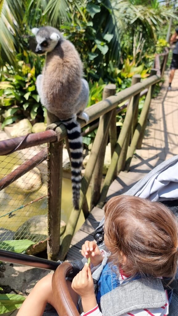 visita ao zoo santo inacio junto aos lémures